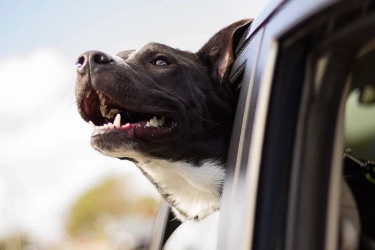 Traer a tu mascota a Uruguay: requisitos sanitarios