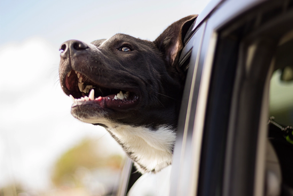Traer a tu mascota a Uruguay: requisitos sanitarios