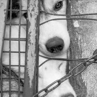 Vecinos de Tacuato denuncian muerte de siete perros por presunto envenenamiento