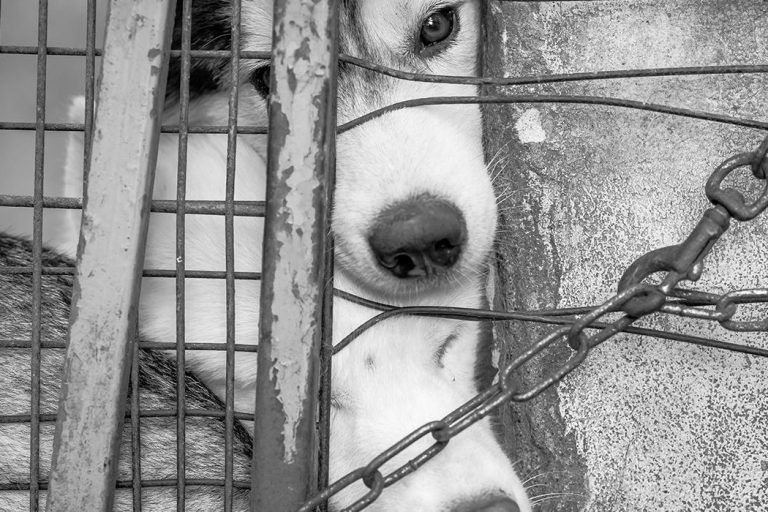 Vecinos de Tacuato denuncian muerte de siete perros por presunto envenenamiento