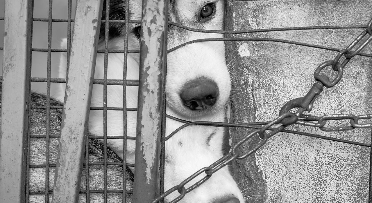 Vecinos de Tacuato denuncian muerte de siete perros por presunto envenenamiento