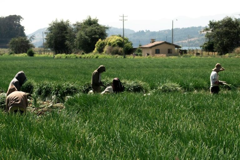 Frío persistente en Uruguay: recomendaciones para cultivos y actividades al aire libre